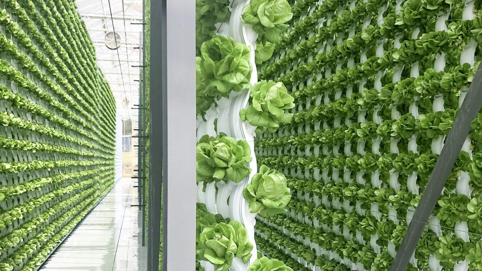 EcoY - Vertical farming