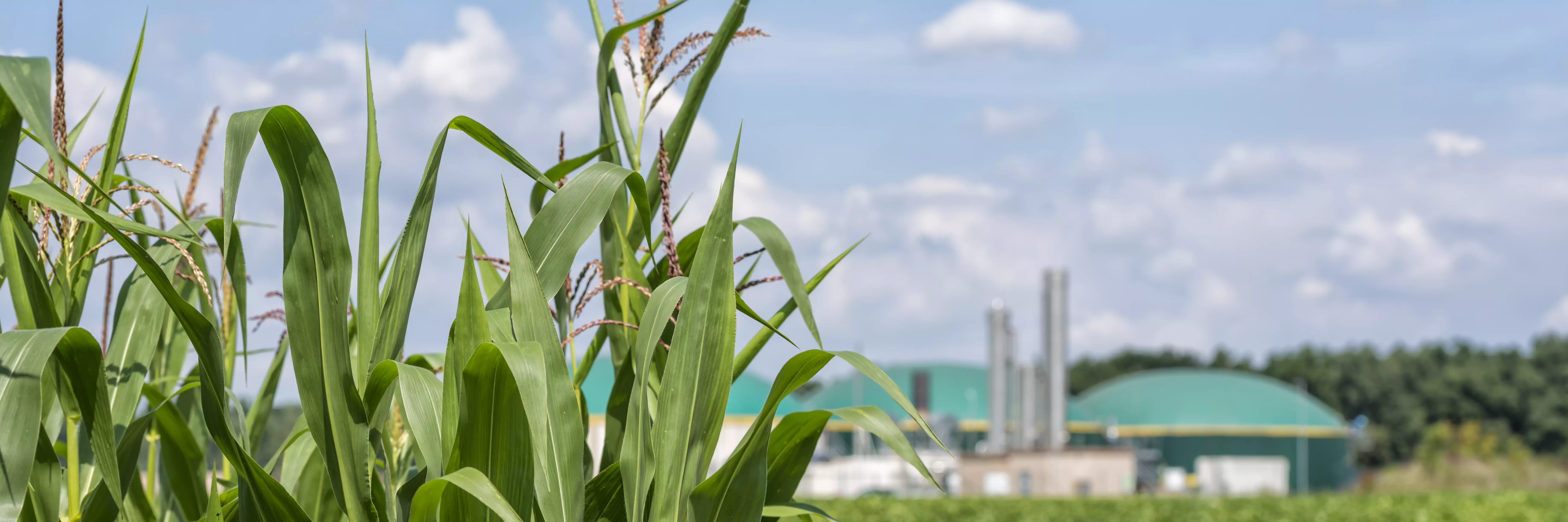 Biogas plant behind a corn field. Selective focus on thecorn. Selective focus on the corn.