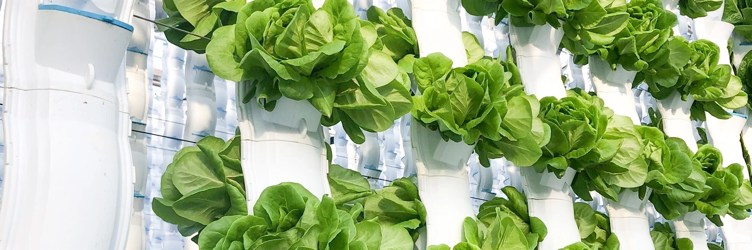 EcoY - Vertical farming